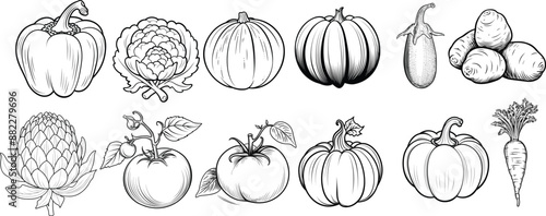 A bundle of hand drawn engrave style vegetable vector illustrations for print.