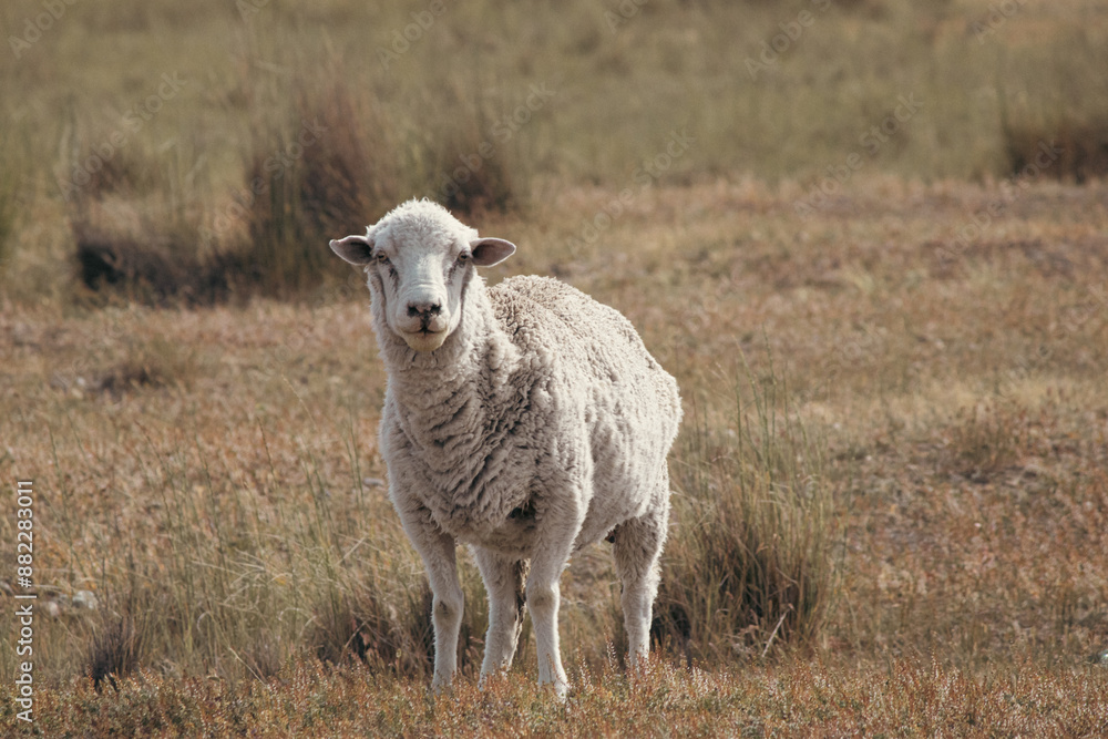 Fototapeta premium sheep and lamb
