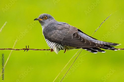 Coucou gris (Cuculus canorus, Common Cuckoo) photo