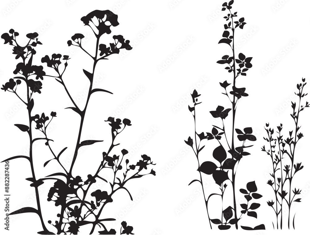 Plant with flowers black and white Plant with flowers black and white