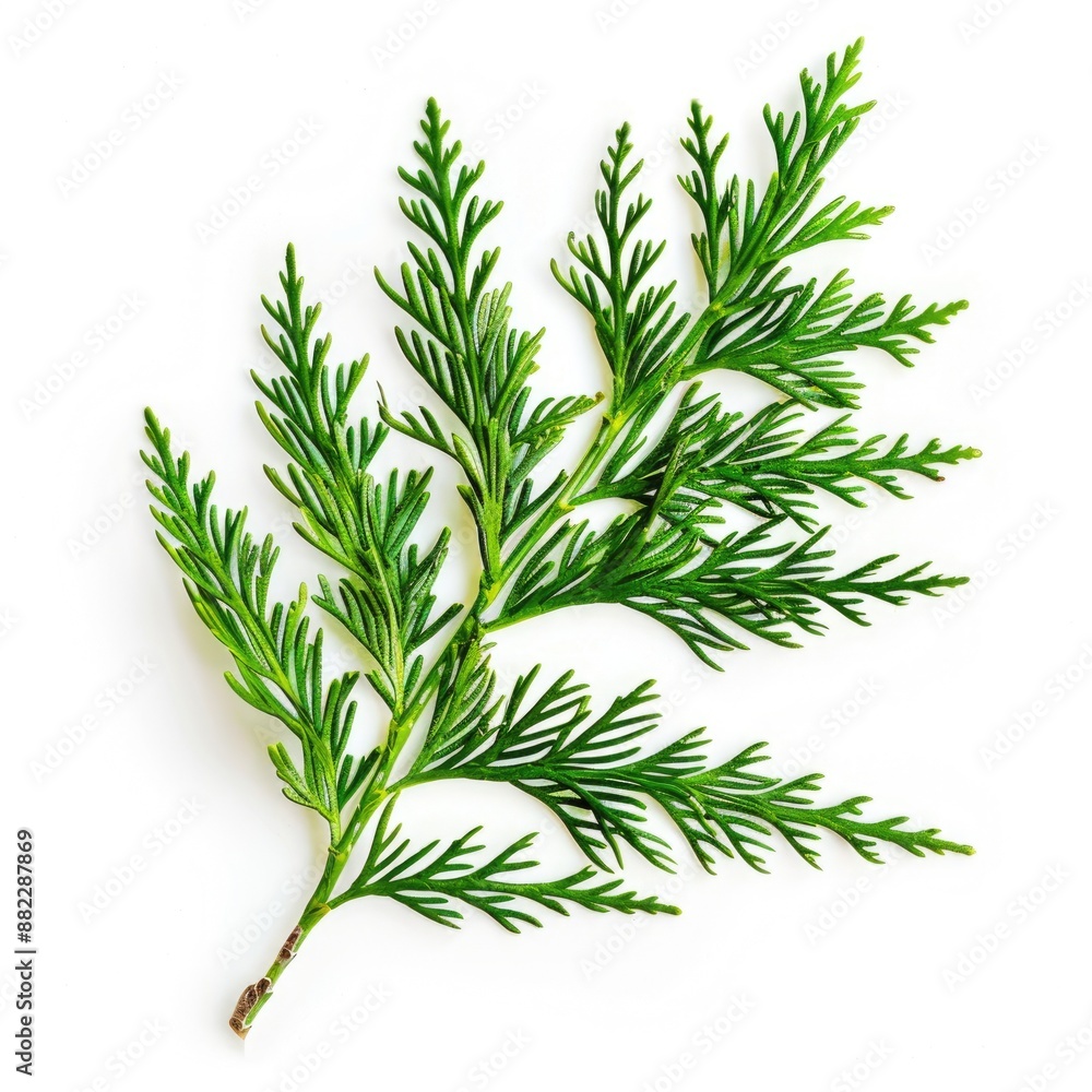 Closeup of Oriental Thuja Cypress Leaf Twig on White Background Closeup of Oriental Thuja Cypress Leaf Twig on White Background