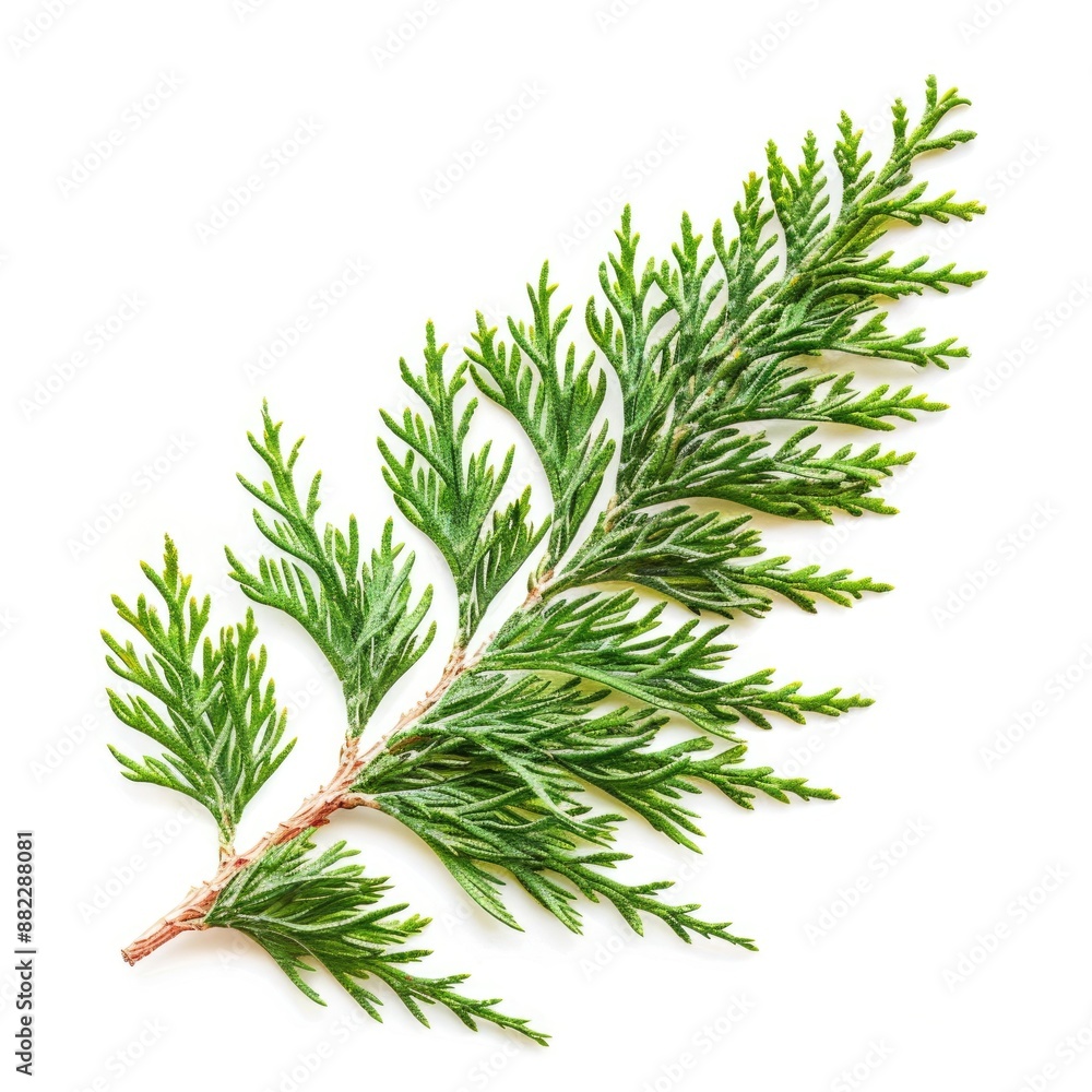 Cypress Leaf. Closeup of Green Oriental Thuja Twig on White Background Cypress Leaf. Closeup of Green Oriental Thuja Twig on White Background