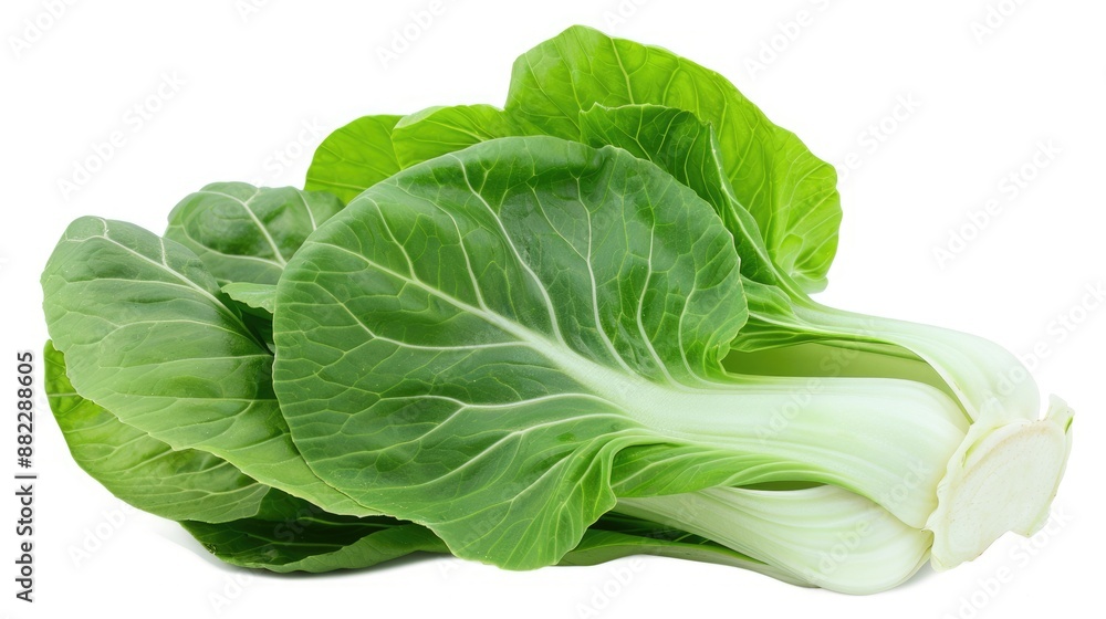 Fresh Bok Choy Leaf: Chinese Cabbage Salad Ingredient, Green and Organic Fresh Bok Choy Leaf: Chinese Cabbage Salad Ingredient, Green and Organic