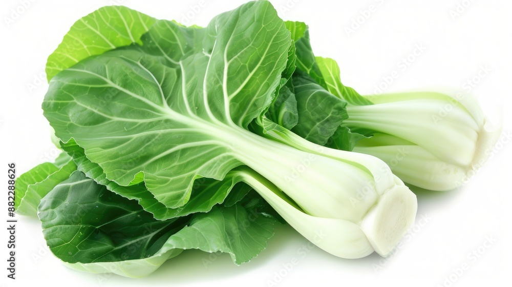Fresh Bok Choy Leaf. Green Chinese Cabbage Salad Ingredient Fresh Bok Choy Leaf. Green Chinese Cabbage Salad Ingredient