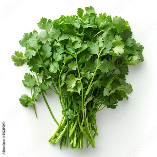 Coriander isolated on white background with shadow. Bunch of coriander top view. Cliantro photo