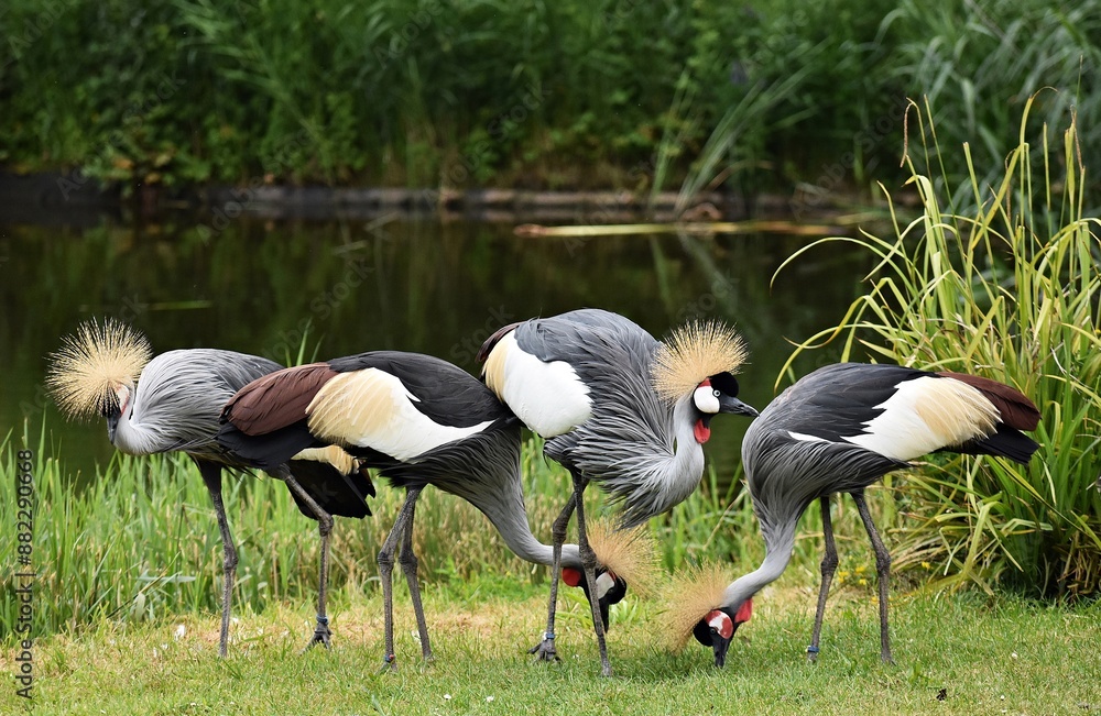 Obraz premium A group of Grey crowned crane or Balearica Regulorum, on green grass.