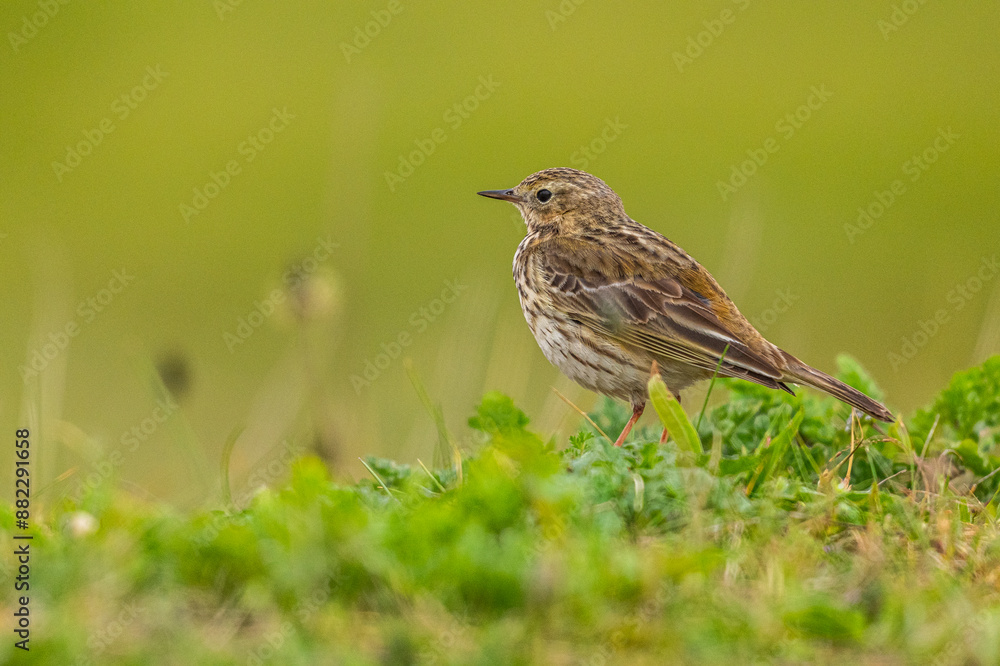 Pipit farlouse (Anthus pratensis - Meadow Pipit) Pipit farlouse (Anthus pratensis - Meadow Pipit)