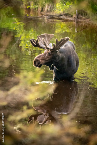 Wallpaper Mural Moose in river, side profile, reflection Torontodigital.ca