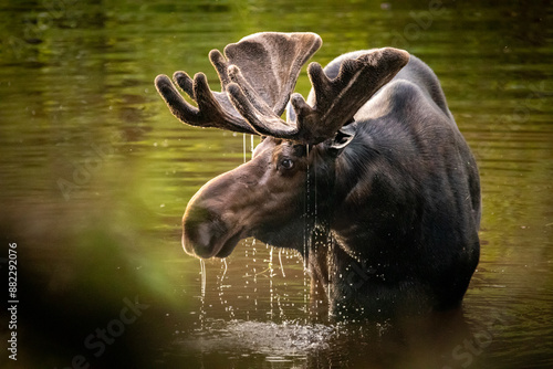 Wallpaper Mural Moose in river, side profile Torontodigital.ca