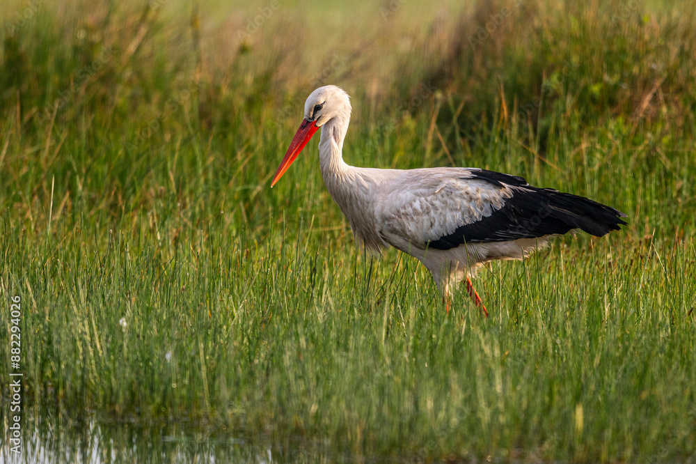 Naklejka premium Cigogne blanche (Ciconia ciconia - White Stork)