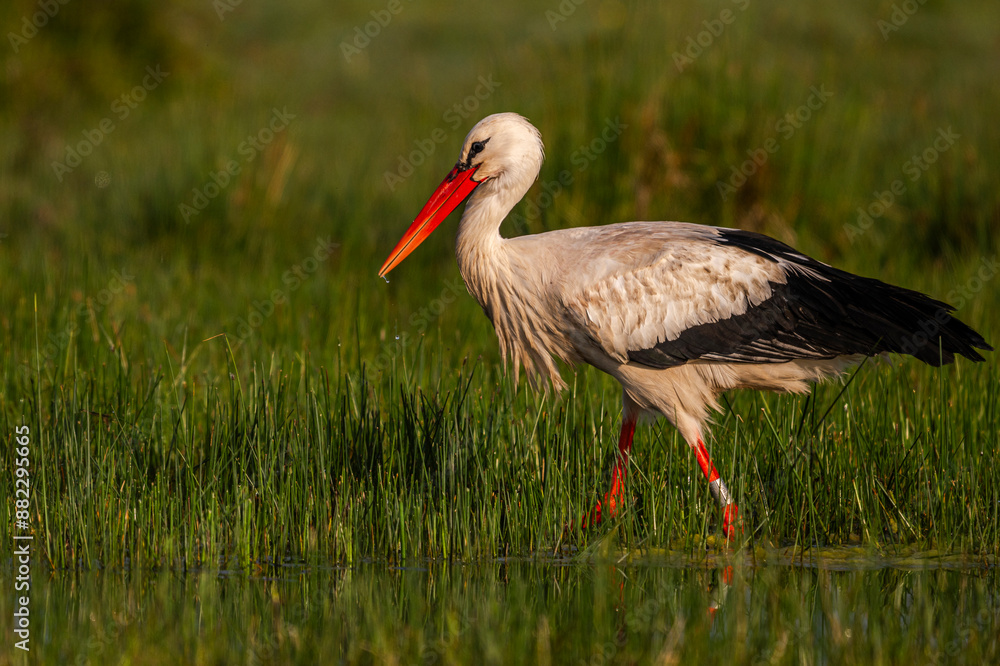 Fototapeta premium Cigogne blanche (Ciconia ciconia - White Stork)