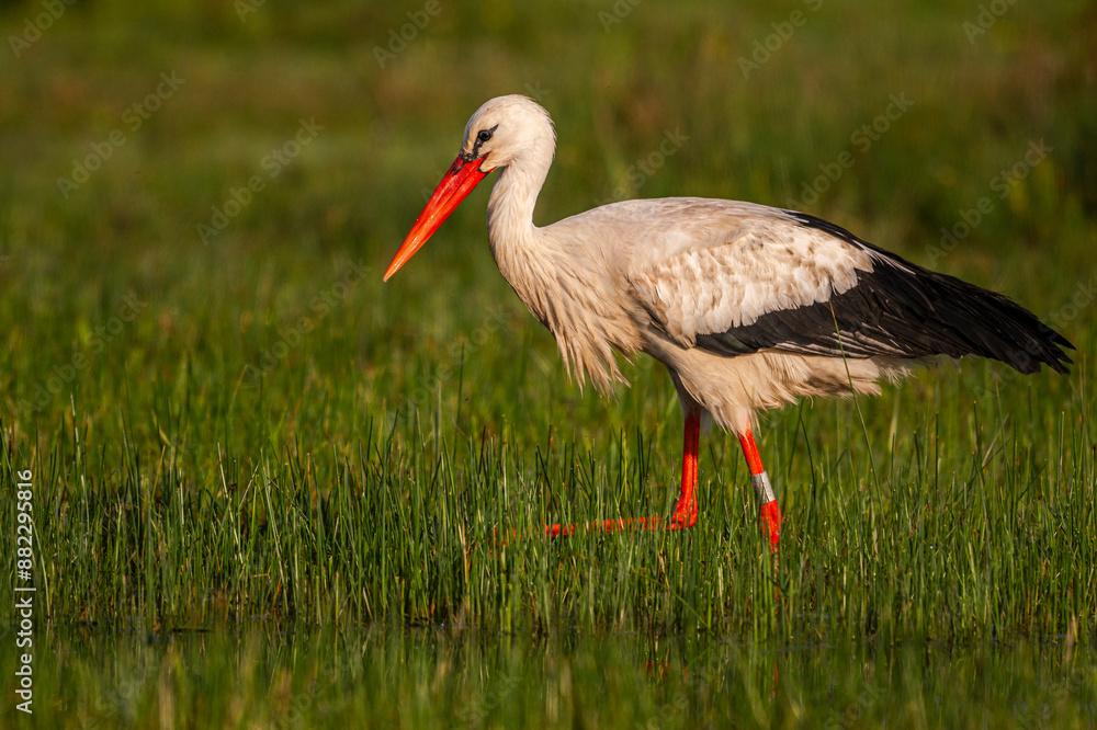 Fototapeta premium Cigogne blanche (Ciconia ciconia - White Stork)