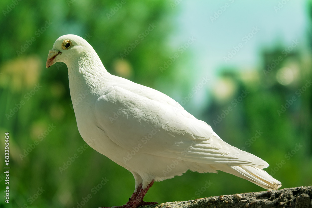 A white pigeon. A breed of pigeons (turbit) like paloma. Bird of peace A white pigeon. A breed of pigeons (turbit) like paloma. Bird of peace