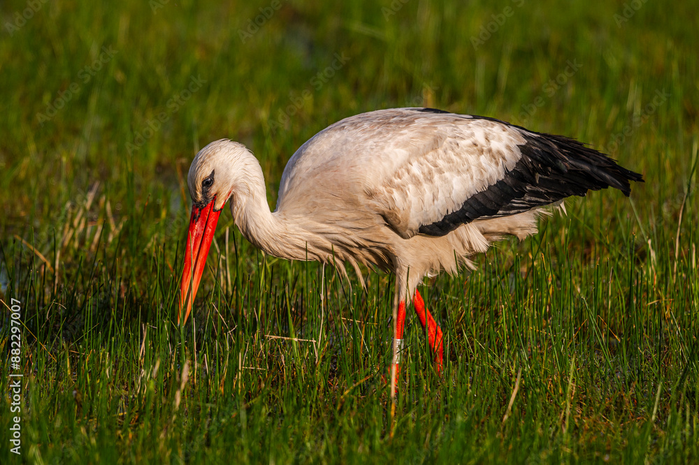 Fototapeta premium Cigogne blanche (Ciconia ciconia - White Stork)