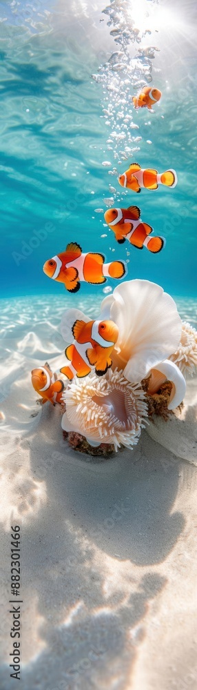 Obraz premium Vibrant clownfish swimming around a seashell in a clear blue underwater scene, showcasing marine life in a stunning aquatic habitat.