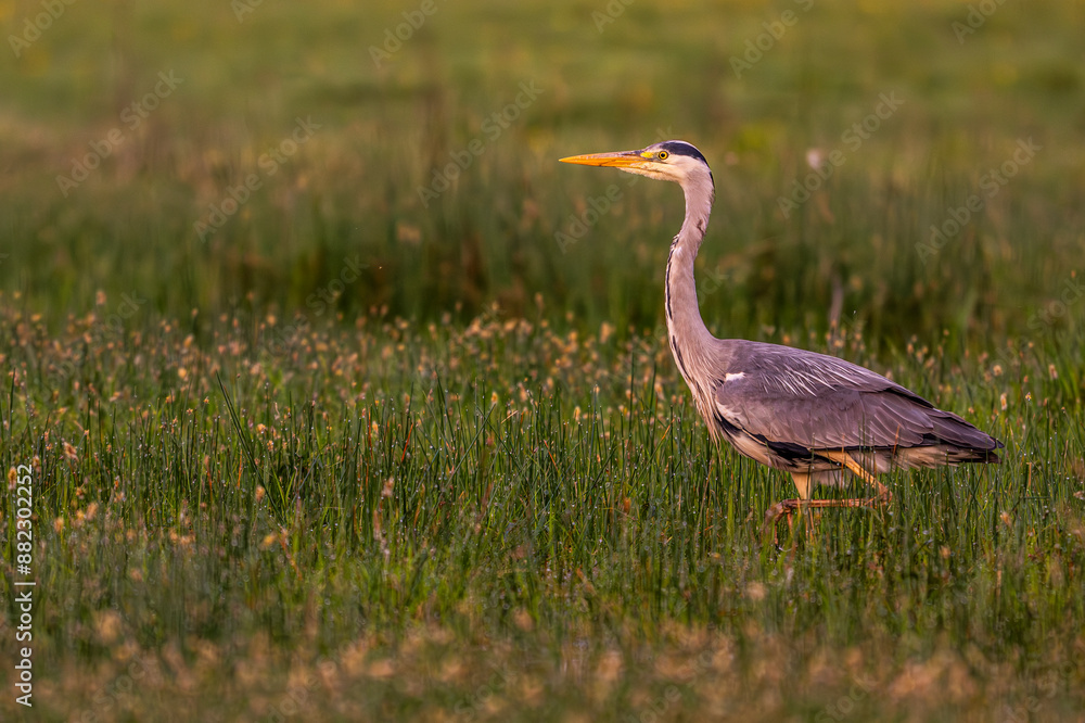 Fototapeta premium Héron cendré (Ardea cinerea - Grey Heron)