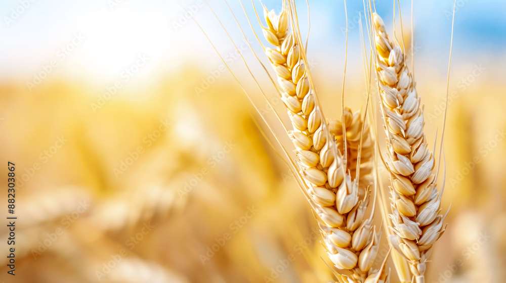 Eco-Friendly Farming, The Future of Grain Harvests with Sustainable Moisture Management and Sunlight Systems in Fertile Climates Eco-Friendly Farming, The Future of Grain Harvests with Sustainable Moisture Management and Sunlight Systems in Fertile Climates