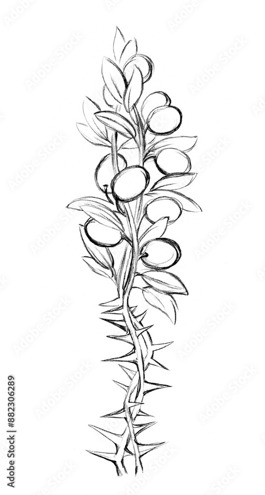 Pencil drawing. The Holy Spirit in the form of a dove turns a thorn tree into an olive branch Pencil drawing. The Holy Spirit in the form of a dove turns a thorn tree into an olive branch