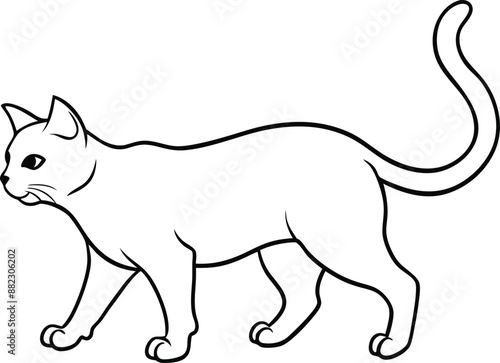 Cat vector illustration photo