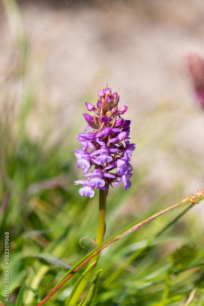 Obraz premium Purple Gymnadenia conopsea flower, close-up. fragrant orchid, chalk fragrant orchid.