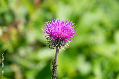 Pink Carduus defloratus flower, close-up.