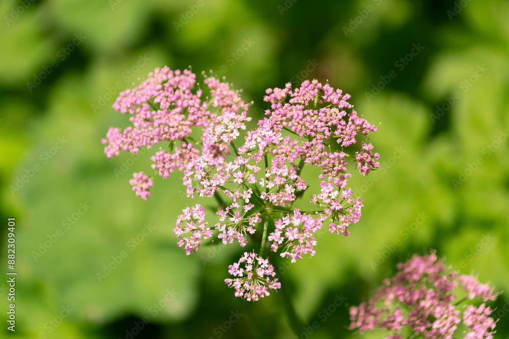 Heart-shaped inflorescence. Pimpinella major, greater burnet-saxifrage, hollowstem burnet saxifrage. Heart-shaped inflorescence. Pimpinella major, greater burnet-saxifrage, hollowstem burnet saxifrage.