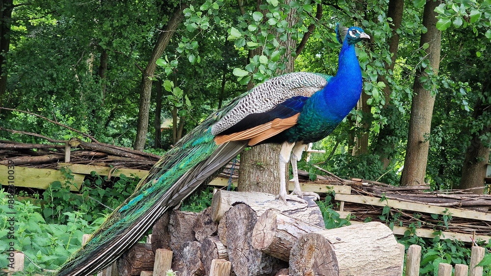 Fototapeta premium The Indian peafowl or Pavo cristatus, standing on a stack of logs.