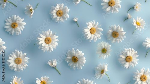 Daisies on a Light Blue Background