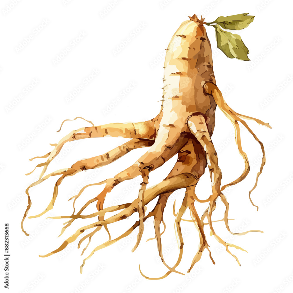 Watercolor Illustration of Ginseng, isolated on a white background ...