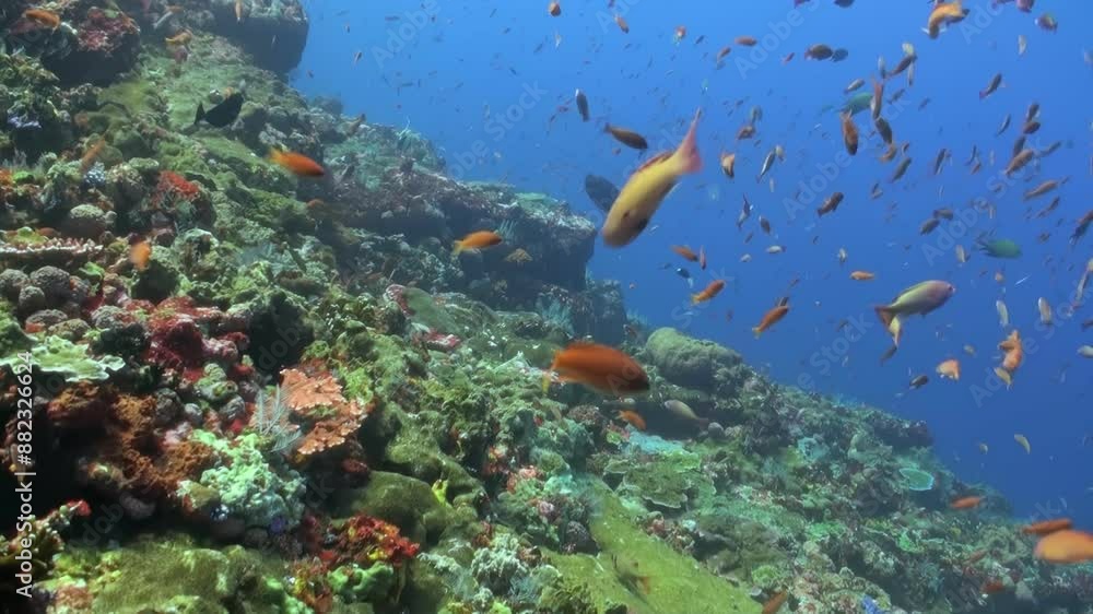 A large school of fish swims in the ocean. The fish are of various colors, including orange, blue, and green. The scene is lively and vibrant, with the fish moving in different directions and patterns A large school of fish swims in the ocean. The fish are of various colors, including orange, blue, and green. The scene is lively and vibrant, with the fish moving in different directions and patterns