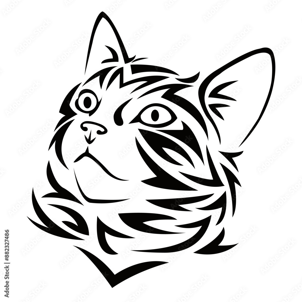 cat cat