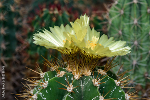 Astrophytum sp. - cactus blooming in spring in a botanical collection photo