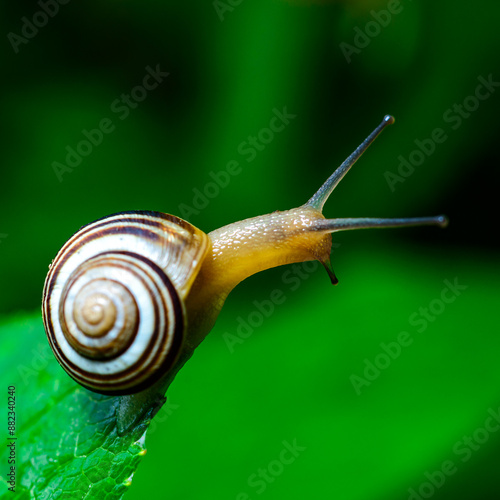 Foto Cepaea vindobonensis - crawling land lung mollusk with a yellow body