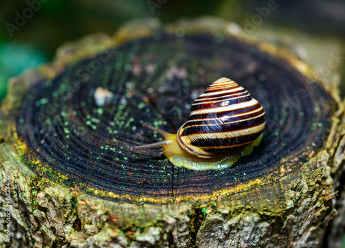 Cepaea vindobonensis - gastropod lungworm crawling on a tree stump after rain photo