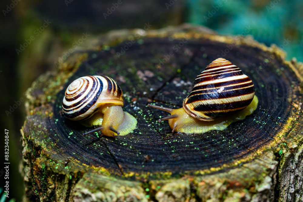 Ταπετσαρία Cepaea vindobonensis - gastropod lungworm crawling on a tree stump after rain