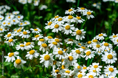 Fotografija Tanacetum cinerariifolium - Beautiful white daisies with yellow centers blooming