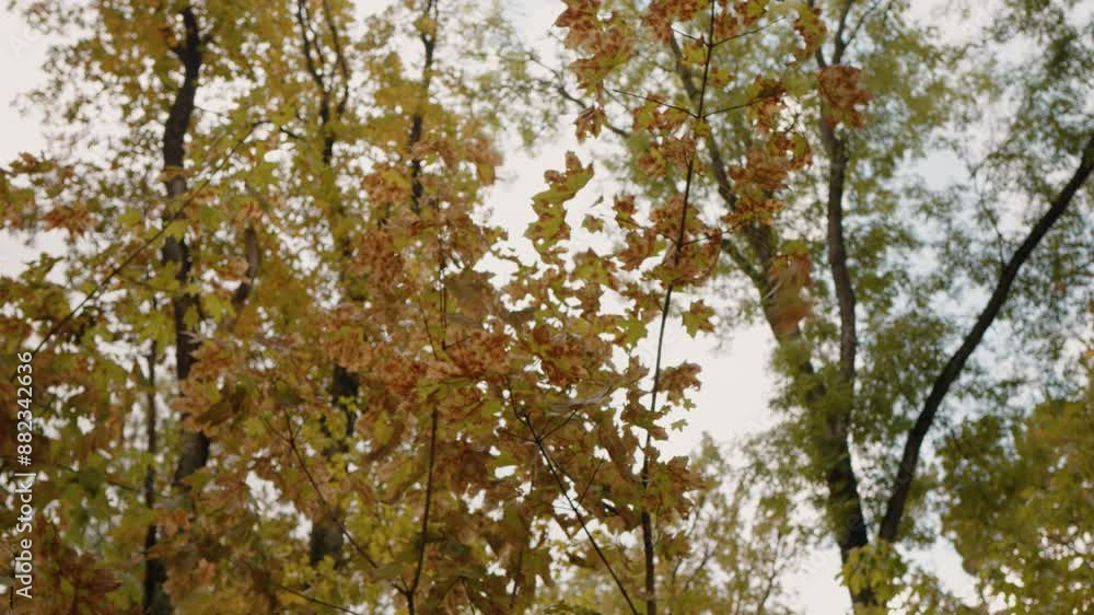 Autumn scenery shot of yellow leaves on the trees branches. Autumn forest, with dense colorful trees. Autumn scenery shot of yellow leaves on the trees branches. Autumn forest, with dense colorful trees.