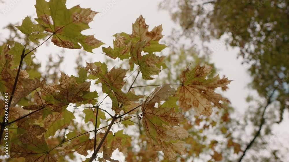 Close up leaves on branches almost decomposed while still on trees. Beautiful autumn scenery shot from a forest. Close up leaves on branches almost decomposed while still on trees. Beautiful autumn scenery shot from a forest.