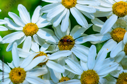 Stenurella (Priscostenurella) bifasciata - brown beetle collects pollen on flowering Pyrethrum photo