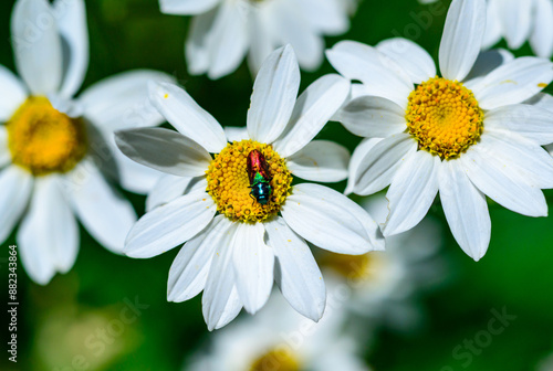 Anthaxia bicolor - A brilliant two-tone beetle on Tanacetum cinerariifolium