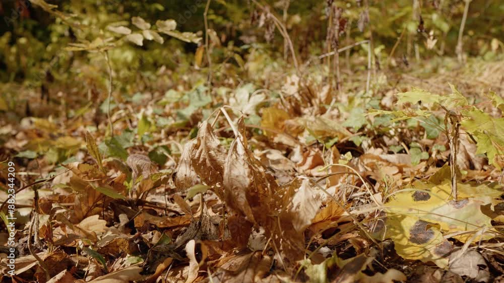View of multicolored leaves lay on the park ground during autumn time during sunny day. Multicolored carpet of leaves in the forest. View of multicolored leaves lay on the park ground during autumn time during sunny day. Multicolored carpet of leaves in the forest.
