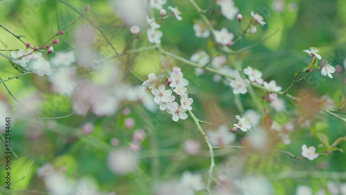 Branch Of Blossoming Plum With Pink Flowers. Plum Blossoms With White Petals On Spring On A Sunny Day.