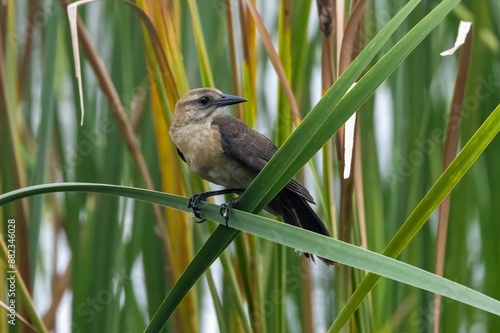 Small grackle bird perched on a green reed in a marshy area with tall grasses in the background.