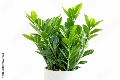 Modern Zamioculcas Home Plant Visual, White Background, Vibrant Greenery