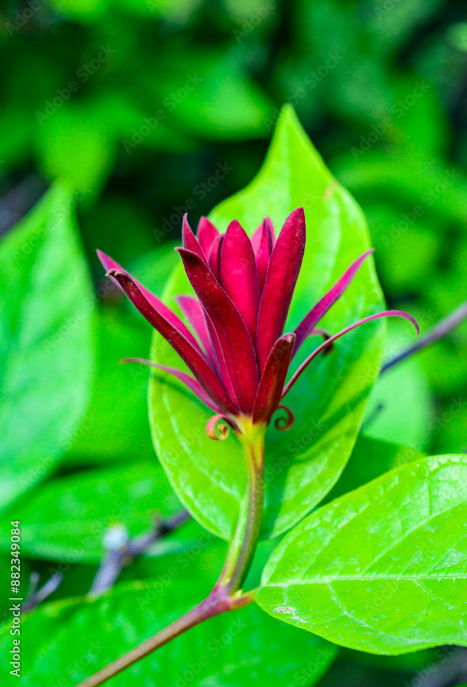 Fototapeta premium Calycanthus floridus - red flower on a background of green leaves