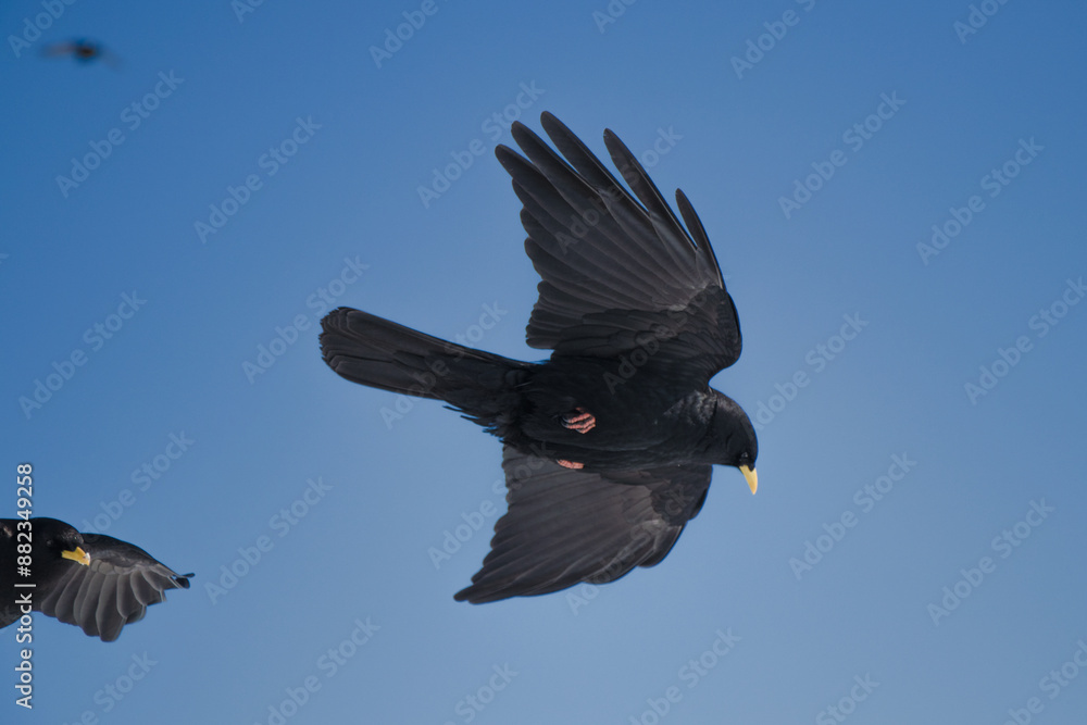 Obraz premium Alpendohle mit ihrem Element dem Wind