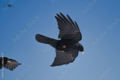 Alpendohle mit ihrem Element dem Wind