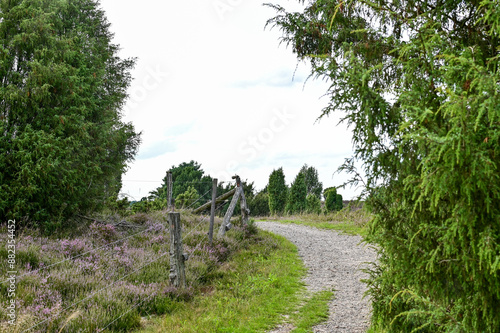 Die Lüneburger Heide zur Heideblüte, Heideblütenzeit im Sommer (August/September), Landschaft mit Heide, Wanderwege und Blüten bei blauem Himmel und Sonnenschein, Undeloh, Niedersachsen, Deutschland	
 photo