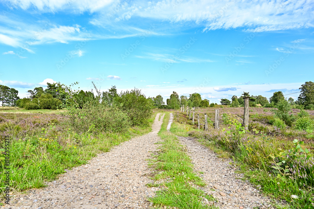 Obraz premium Die Lüneburger Heide zur Heideblüte, Heideblütenzeit im Sommer (August/September), Landschaft mit Heide, Wanderwege und Blüten bei blauem Himmel und Sonnenschein, Undeloh, Niedersachsen, Deutschland 