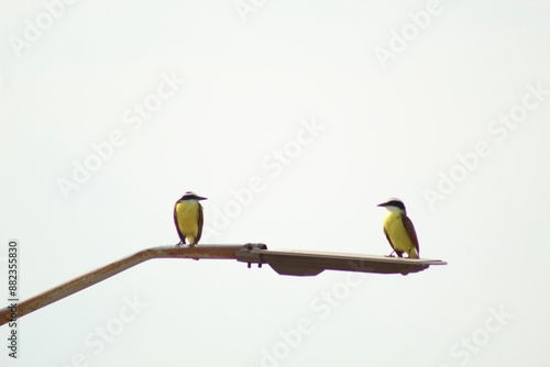 Aves posando en un poste de luz. photo